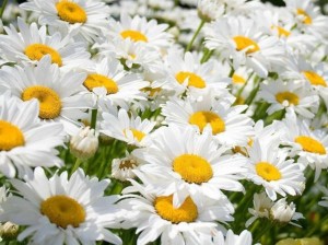Create meme: white chamomile, big daisies, daisies are beautiful