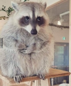 Create meme: raccoon is crying, raccoon, cute little Coon