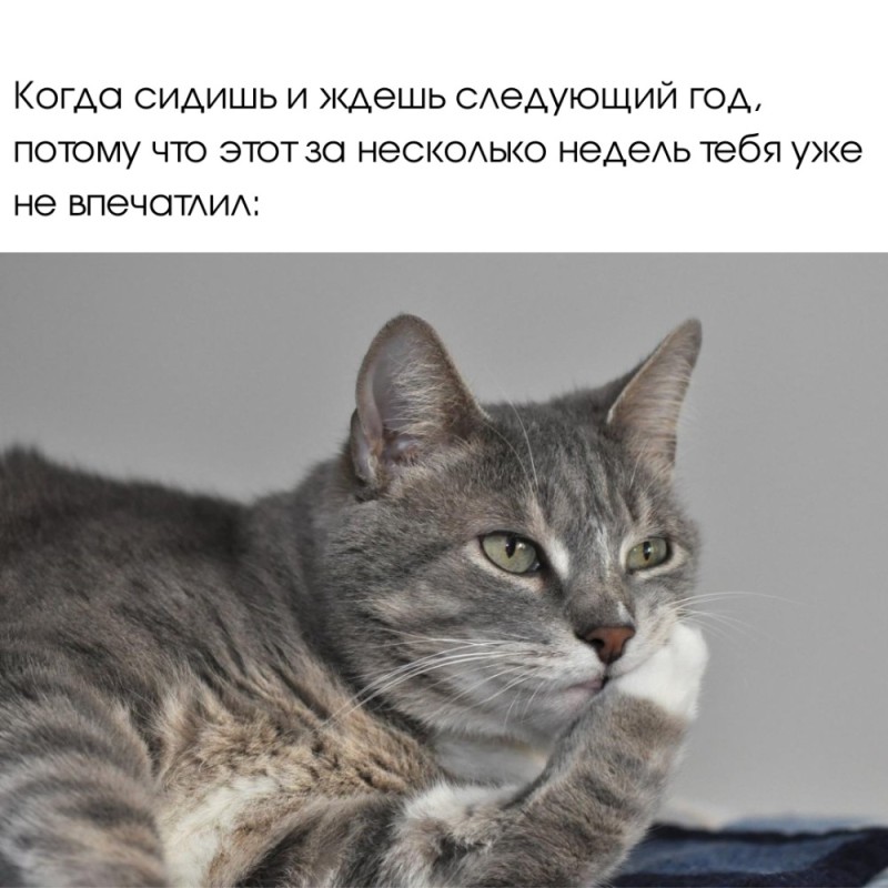 Создать мем: кошечка, коты, задумчивый кот