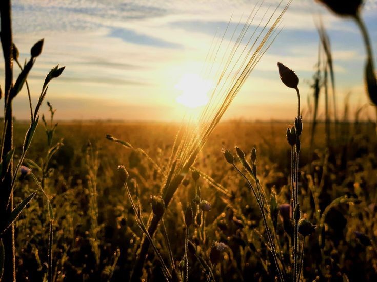 Create meme: wheat field at sunset, a wheat field in the sun, wheat field background