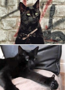 Create meme: cool, my cat, Kote