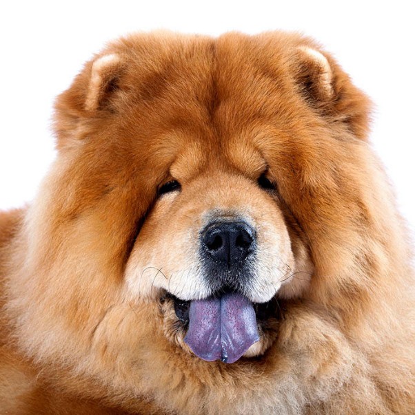 Create meme: chow-chow, chow chow breed, dogs chow chow