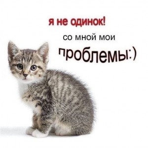 Создать мем: коты, котик мяу, кошка