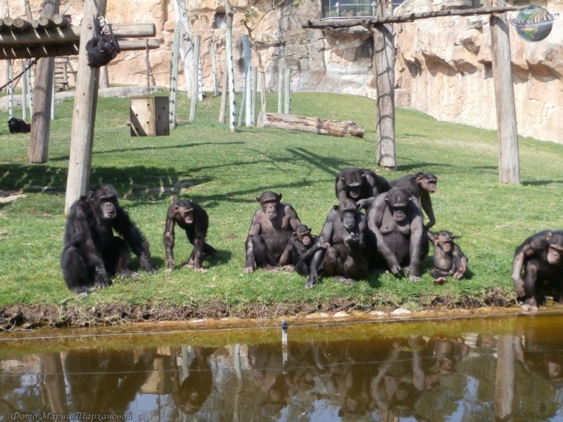 Create meme: Moscow zoo monkeys, the Moscow Valliere Zoo with monkeys, monkey Zoo