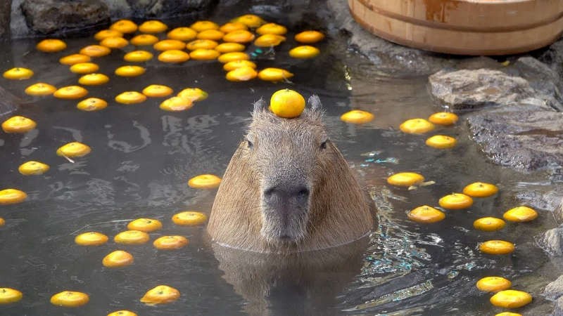 Create meme: capybara 2, capybara with tangerine, a capybara with oranges on its head