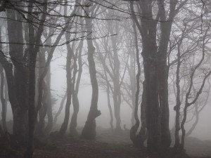 Create meme: forest fog, dark forest, dense dark forest