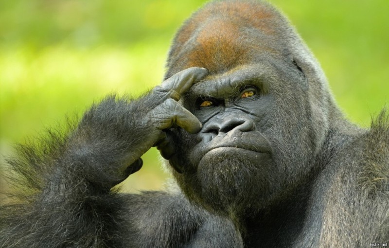 Create meme: gorilla , thoughtful gorilla, gorilla's head