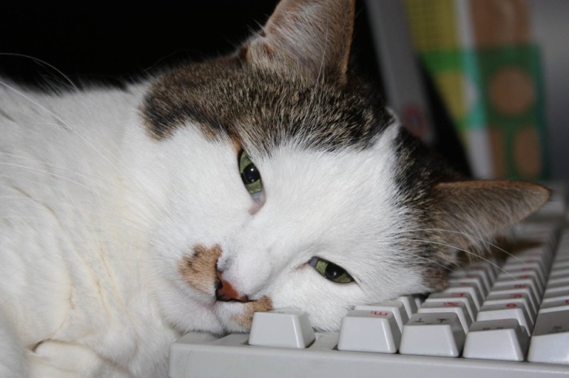 Создать мем: кот за компьютером, уставший кот, кот устал