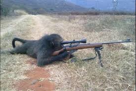 Create meme: monkey sniper, a monkey with a machine gun, Sniper monkey