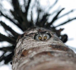 Create meme: owl owl, owl bird, surprised owl