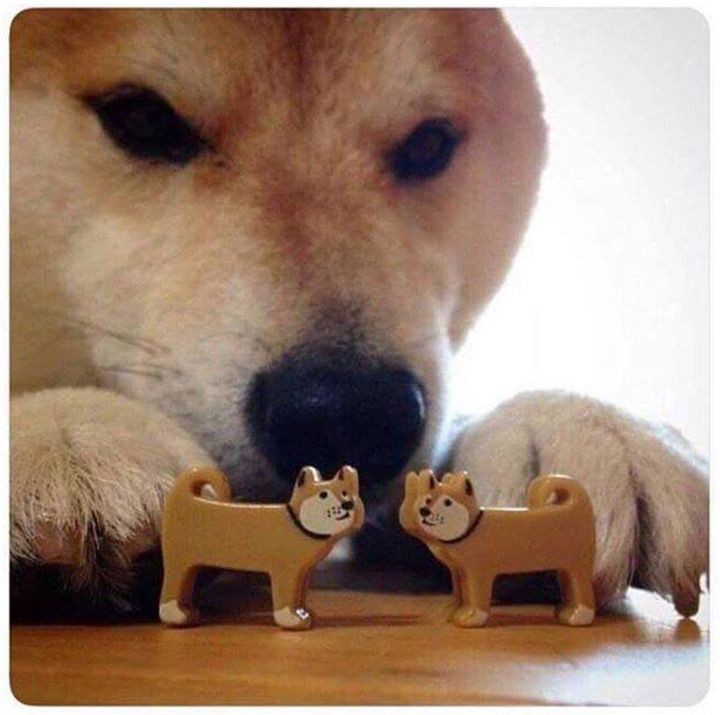 Create meme: bites original, dog Shiba inu, Shiba Inu and Akita Inu