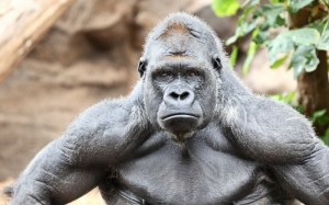 Create meme: gorilla, gorilla male, silverback gorilla