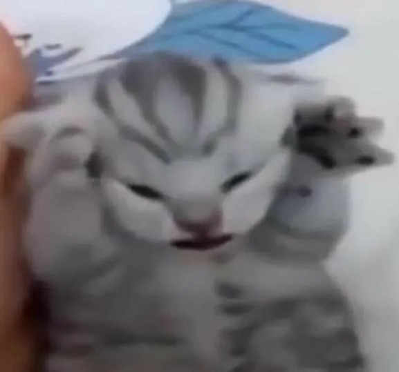 Create meme: seals from tt, The kitten screams a meme, cat 