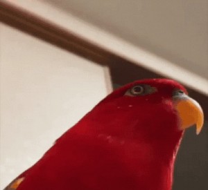Создать мем: попугай, домашние попугаи, мем прижатый попугай красный
