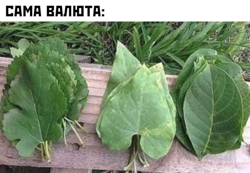 Create meme: leaves instead of money, cucumbers leaves, cucumber leaves