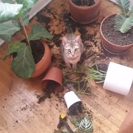 Create meme: the potted cat, the cat in the apartment, pet cats and flower pots