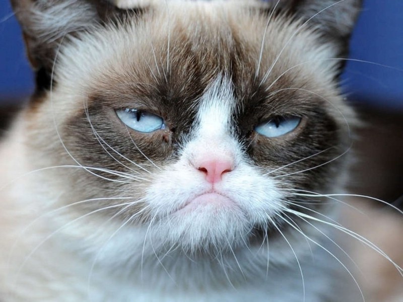 Create meme: gloomy cat, unhappy cats, grumpy cat 