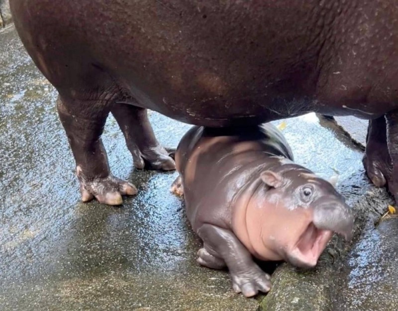 Create meme: hippopotamus hippopotamus, madagascar pygmy hippopotamus, little hippos