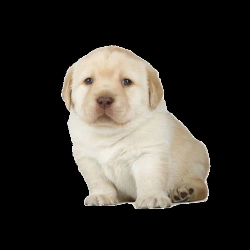 Create meme: Retriever puppy , labrador retriever fawn, Labrador puppies 