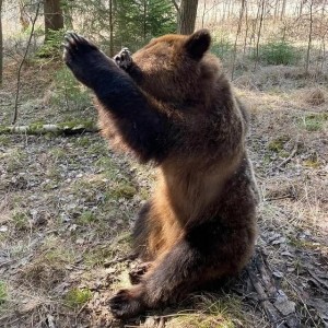 Create meme: bears, brown bear
