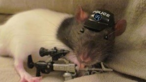 Create meme: rat, rats pictures, rat