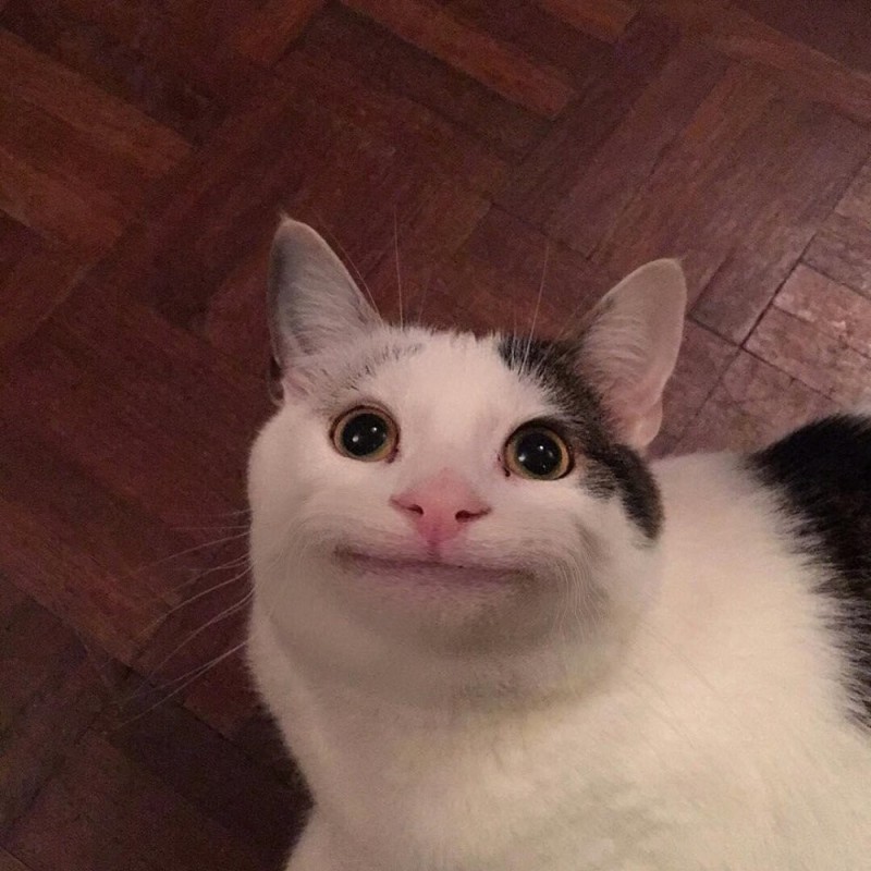 Create meme: the cat with a smile, cat meme , cat smiles meme