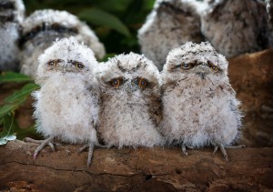 Создать мем: tawny frogmouth птица, птенец козодоя, дымчатый лягушкорот птенец