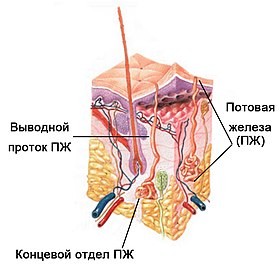 Создать мем: кожные железы, строение сальной железы, эккриновые потовые железы