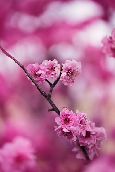 Create meme: sakura flower, pink flowers , pink sakura