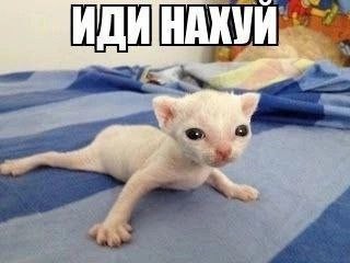 Создать мем: домашние животные, кошка, кот