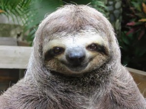 Create meme: I got a haircut, sloth meme, sloth smiles
