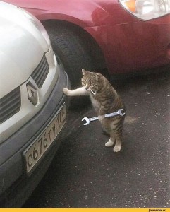 Create meme: cat repairs car, cat, funny animals