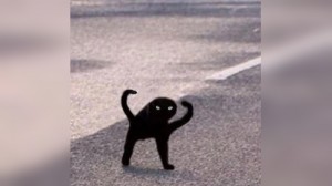 Create meme: cat meme joy, black cat meme, black cat meme joy