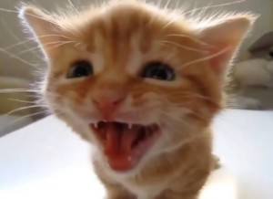 Создать мем: смешные коты, котенок отчаянно мяукает, рыжий котенок