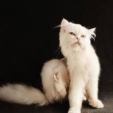 Создать мем: красивые кошки, белая кошка, кот