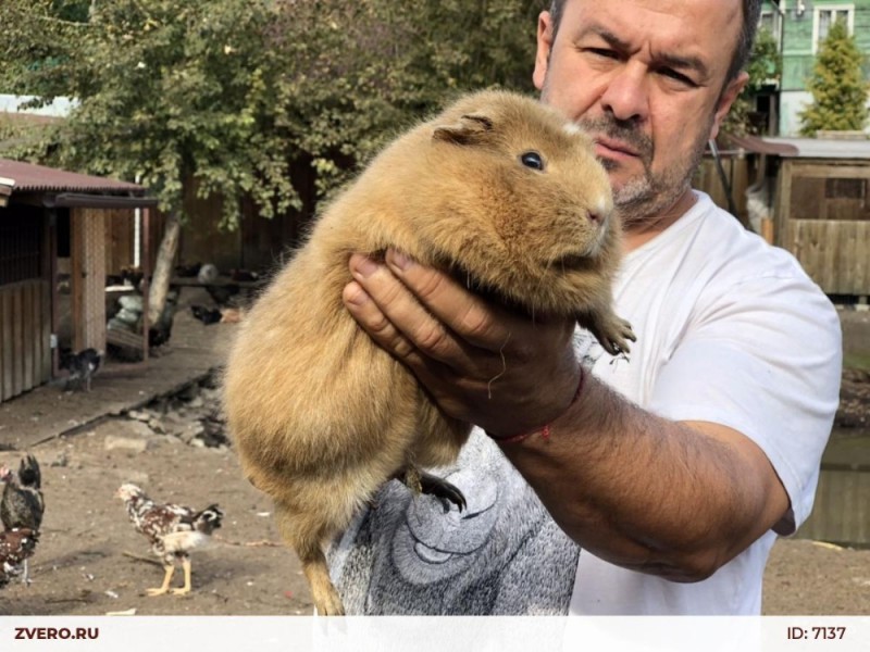 Create meme: big capybara guinea pig, the largest rodent is the capybara, capybara guinea pig