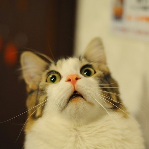 Create meme: cat , meme surprised cat , the surprised cat 