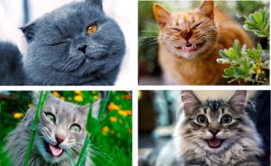 Create meme: cat, funny cat photo, cat