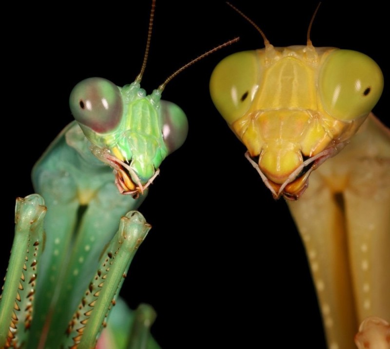 Create meme: female and male mantis, female mantis insect, iris polystictica mantis