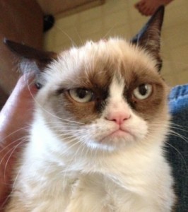 Create meme: meme sad, grumpy cat, the most famous cat
