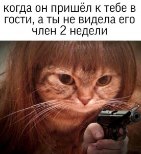 Создать мем: котэ, мемы о котах, мем кот держит девушек