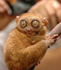 Create meme: lemur tarsier, bug - eyed lemur, funny animals