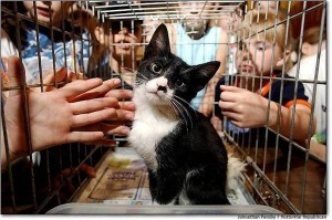 Create meme: businesswoman picks up kitten, the ADMA demotivators, shelter