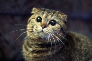 Create meme: nyashnye seals, cat, cute cat