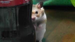 Create meme: smart hamster, crazy hamster, Syrian hamster