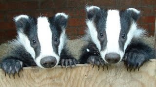 Создать мем: badger badger badger, смешной барсук, маленький барсук