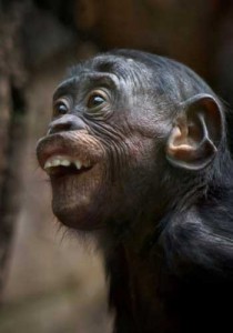 Create meme: funny monkey, monkey, monkey making faces