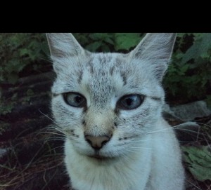 Create meme: cat, cats are unique, siamese cat