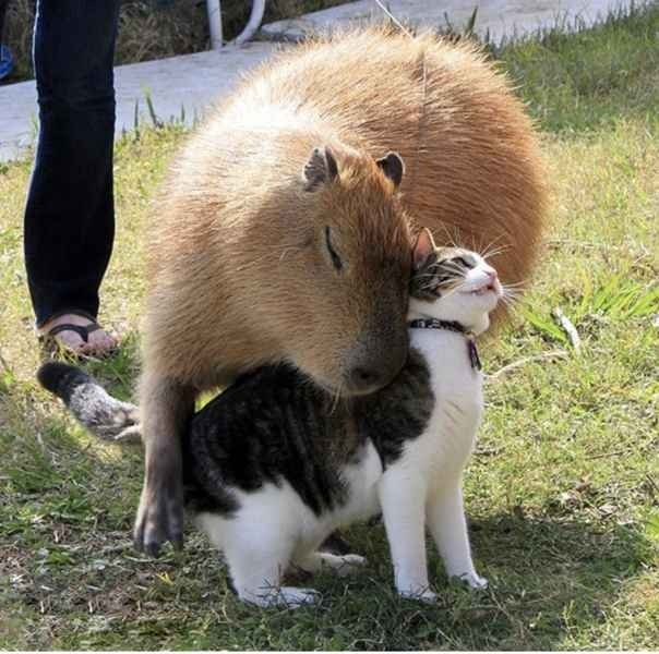 Create meme: capybara cub, dwarf capybara, capybara