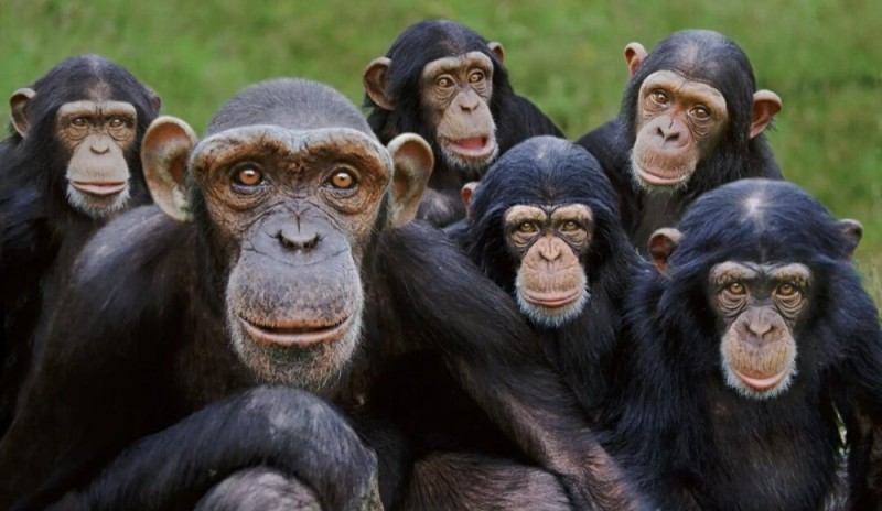 Создать мем: шимпанзе бонобо, шимпанзе и горилла, шимпанзе